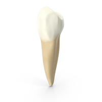 Human Teeth Lower First Premolar PNG & PSD Images