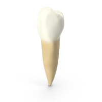 Human Teeth Lower Second Premolar PNG & PSD Images
