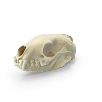 White Breasted Marten Skull and Jaw PNG & PSD Images