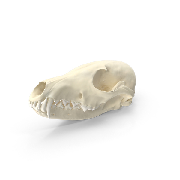 Red Fox Skull With Jaw PNG & PSD Images