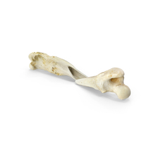 Dog Thigh Bone Femur Broken Two Pieces PNG & PSD Images