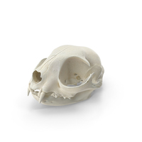 Domestic Cat Skull and Jaw PNG & PSD Images