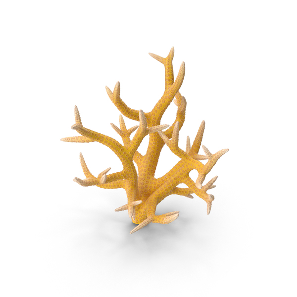 Сoral Orange PNG & PSD Images