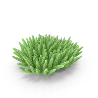 Coral PNG & PSD Images