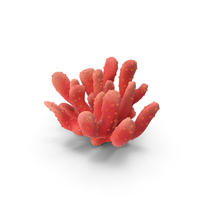 Coral PNG & PSD Images