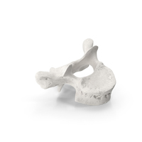 Thoracic Vertebrae Th1 to Th12 White PNG & PSD Images