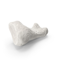 Proximal Phalanx Bone of Big Toe White PNG & PSD Images