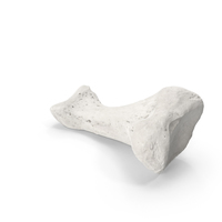 Proximal Phalanx Bone of Index Toe White PNG & PSD Images