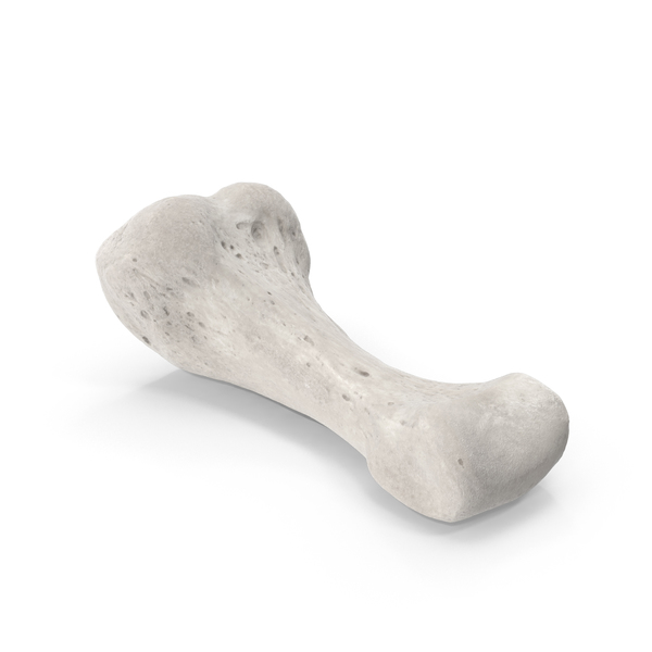 Proximal Phalanx Bone of Middle Toe White PNG & PSD Images