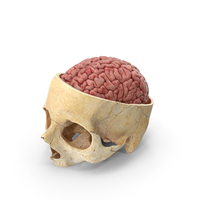 人颅骨颅骨在png和PSD图像内部用大脑切割
