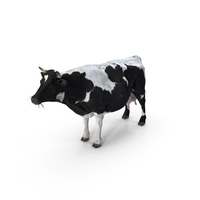Cow Spotted PNG & PSD Images