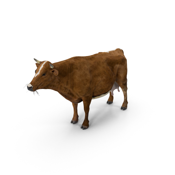 Cow Red PNG & PSD Images