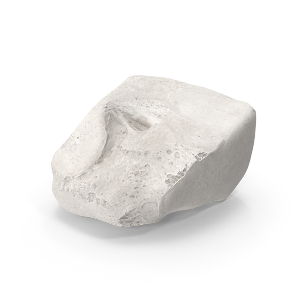 Cuneiform Bone Lateral White PNG & PSD Images