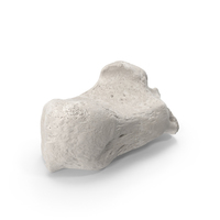 Calcaneus Bone White PNG & PSD Images