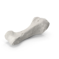 Proximal Phalanx Bone of Fourth Toe White PNG & PSD Images