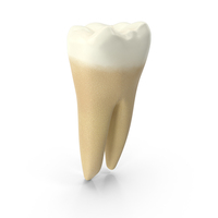 Human Tooth Lower First Molar PNG & PSD Images
