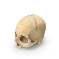 Human Skull with Cut Piece PNG & PSD Images