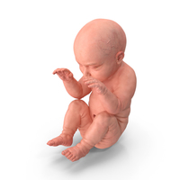 Human Embryo Fetus PNG & PSD Images