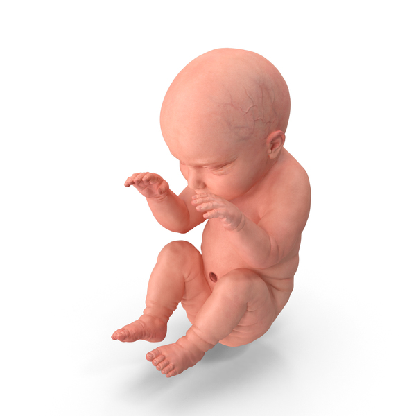 Human Embryo Fetus PNG & PSD Images
