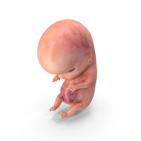 Human Embryo Fetus PNG & PSD Images