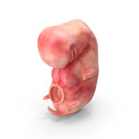 Human Embryo Fetus PNG & PSD Images