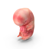 Human Embryo Fetus PNG & PSD Images