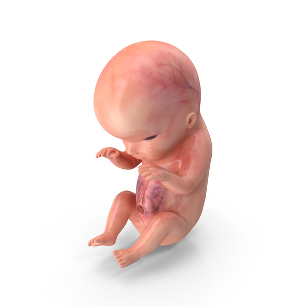 Human Embryo Fetus PNG & PSD Images