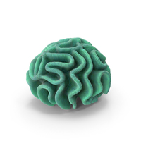 Pectinia Coral PNG & PSD Images