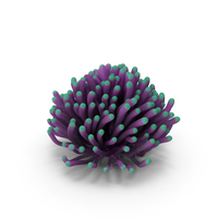 Euphylia Coral PNG & PSD Images