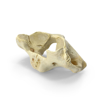 Domestic Pig ( Sus Domesticus ) Cervical Vertebrae C1 Atlas PNG & PSD Images