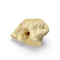 Domestic Aurochs ( Bos Primigenius ) Malleolar Bone PNG & PSD Images