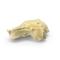 Horse Central Tarsal Bone PNG & PSD Images