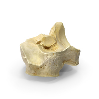 Domestic Aurochs Tarsal Bone PNG & PSD Images
