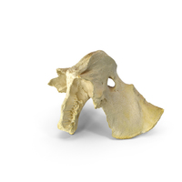 Domestic Calf ( Bos Primigenius Taurus ) Presphenoid Bone PNG & PSD Images