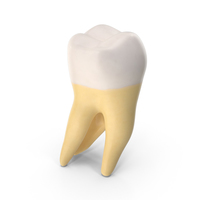 Second Molar Upper Jaw Right Clean PNG & PSD Images