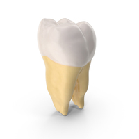 First Molar Lower Jaw Right PNG & PSD Images