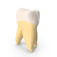 Third Molar Upper Jaw Right Clean PNG & PSD Images
