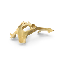 Domestic Aurochs (Bos Primigenius) Pelvis Bone PNG & PSD Images
