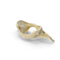 South American Coati (Nasua Nasua) Atlas Cervical Vertebrae Bone PNG & PSD Images