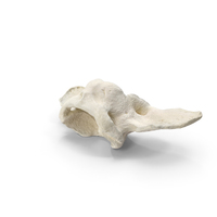 French Bulldog First Neck Vertebrae PNG & PSD Images