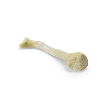 Pavian Monkey Male Clavicle Bone PNG & PSD Images