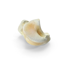 Pavian Monkey Male Talus Bone PNG & PSD Images