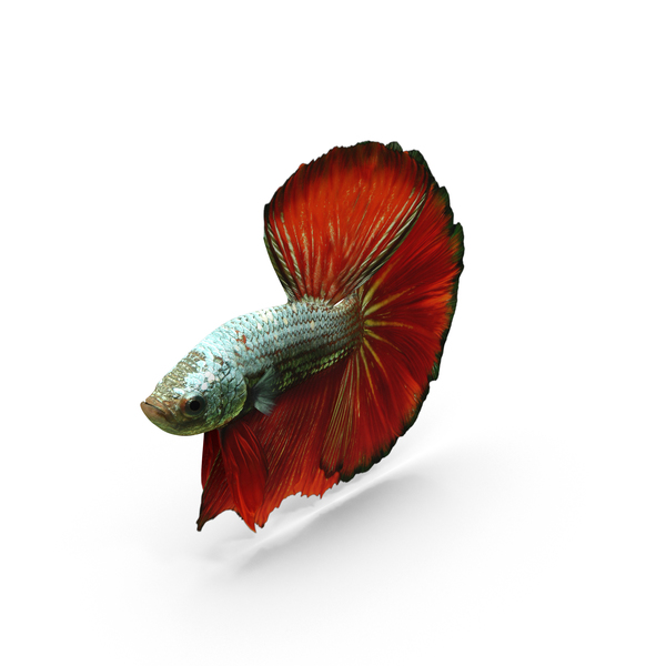Male Betta Fish PNG & PSD Images