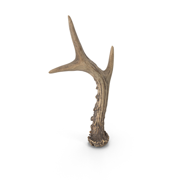 Deer Antler PNG & PSD Images