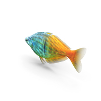 Boesemani Rainbowfish PNG & PSD Images