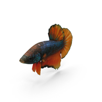 Female Betta Fish PNG & PSD Images