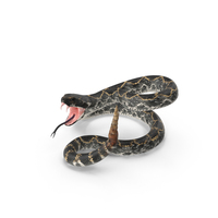 Rattlesnake Attacking PNG & PSD Images