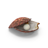 Clam Shell With Pearl PNG & PSD Images