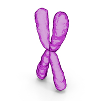 Cartoon X Chromosome PNG & PSD Images