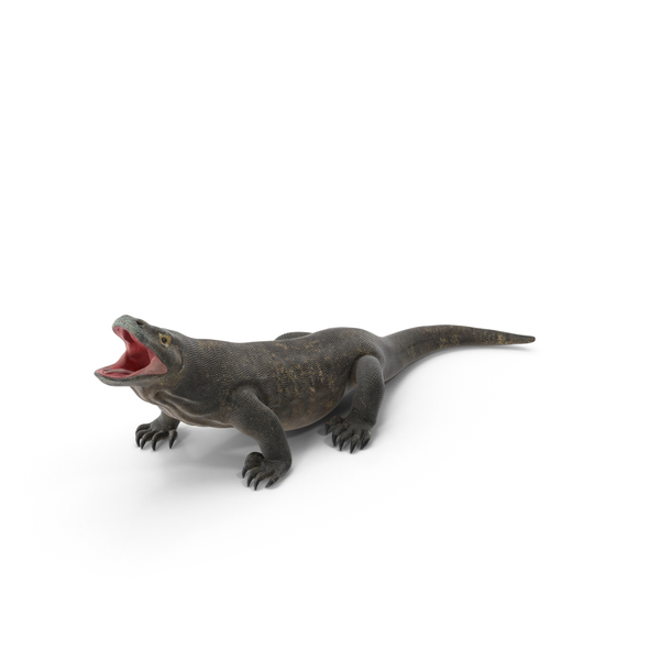 Komodo Dragon PNG & PSD Images